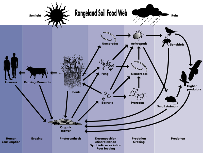 rainforest food chain diagram. Graphictundra,the food divided